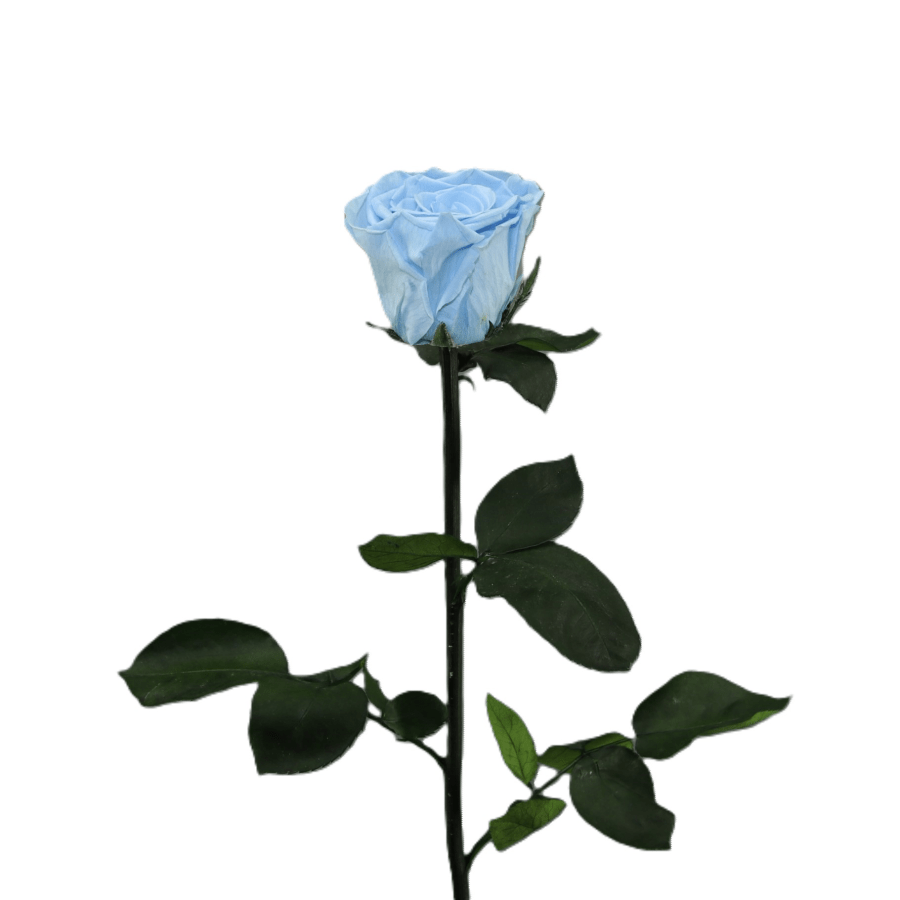 Rosa Preservada celeste