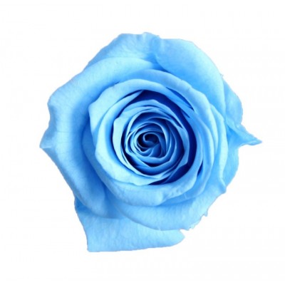Rosa Preservada celeste - Imagen 2