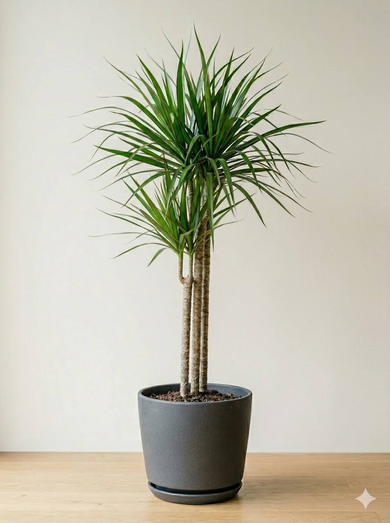 Dracena