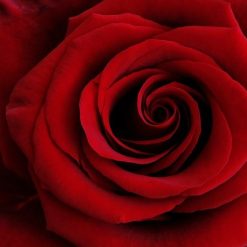Rosa Roja