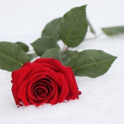 Rosa Roja