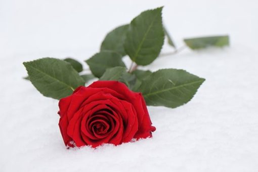 Rosa Roja