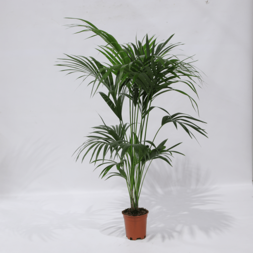 Kentia