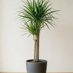 Dracena